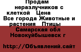 Продам 2 неразлучников с клеткой › Цена ­ 2 500 - Все города Животные и растения » Птицы   . Самарская обл.,Новокуйбышевск г.